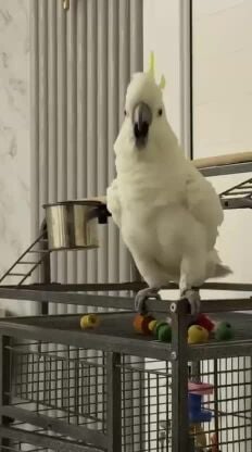 كوكاتو