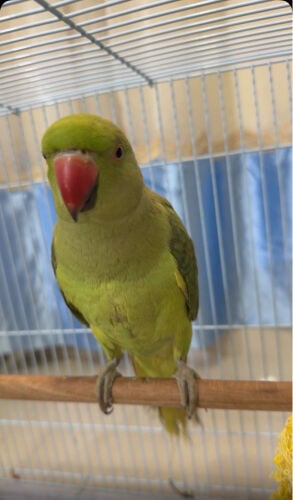 Indian ring neck parrot