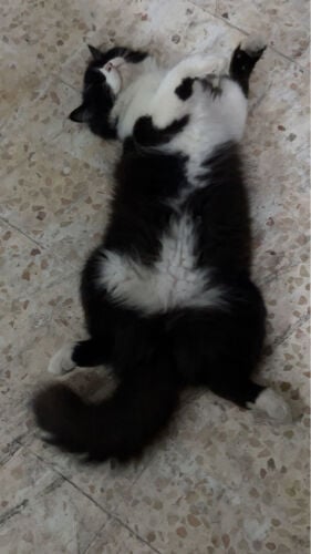 A tame and clean cat.