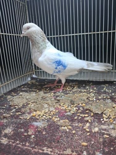 Pakistani Pigeon