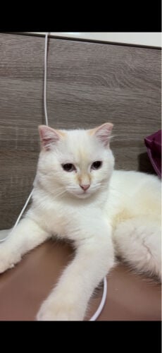 male kitten for adoption 
