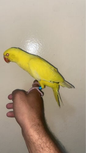 lutino ringneck chick for sale 