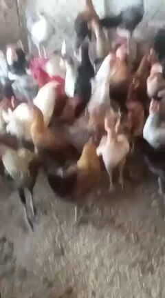 hen