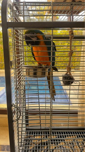 macaw parrot
