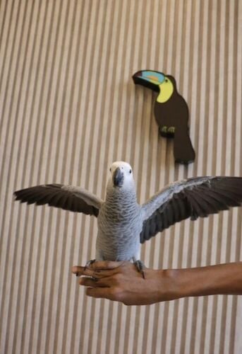 bird train