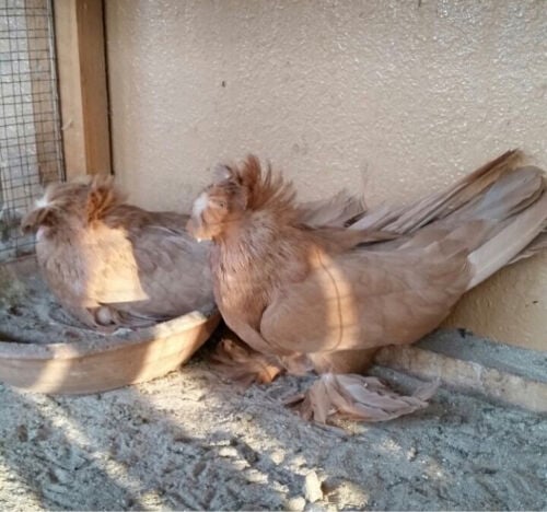مطلوب حمام بخاري 