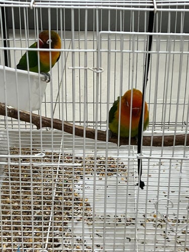 love birds