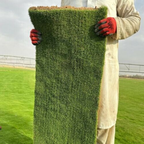 زراعة الملاعب عشب