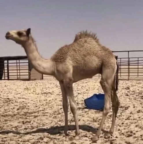 للبيع ضهور حيران ع الطلب 