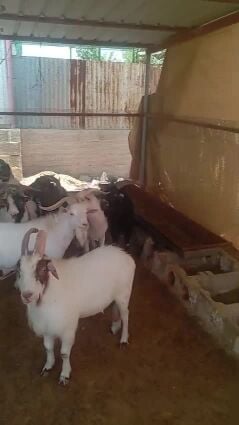 simsima -qatat
