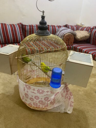 زوج بادجي ذكر وانثى بياض قفص عدد2