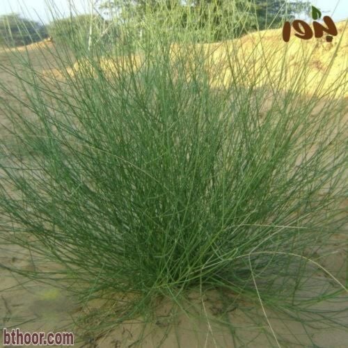 إستشاري فني شبكات الري والزراعة