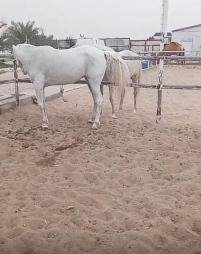 جميع أعمال الحداده والطابوق