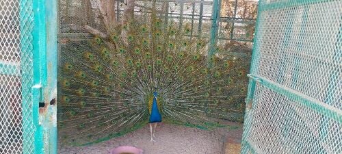 peacock mail