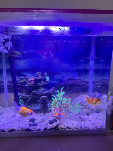 aquarium full set