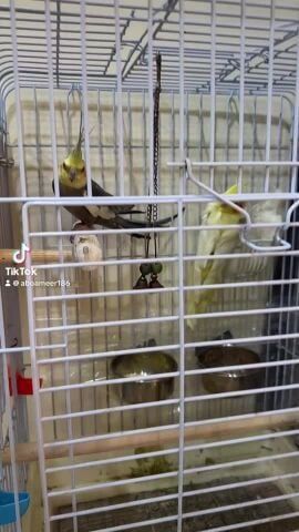 زوج كوكتيل تحتهم ٣ فراخ
