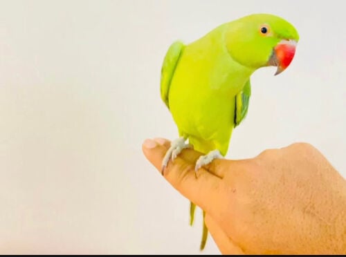 Friendly parrot for sale =Qr350
