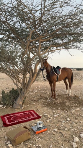 فرس ثيربرد الصامل براعيه