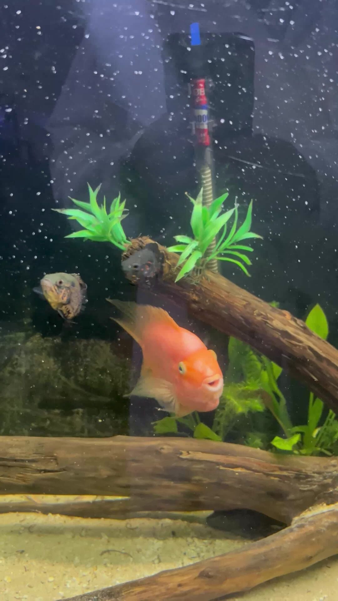 Fish for sale  
