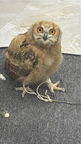 بومه