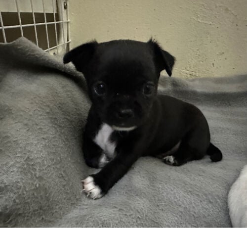 Chihuahua Male 