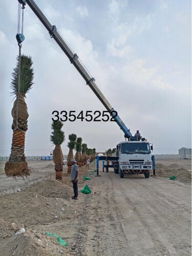 توريد جميع انواع النخل للبيع