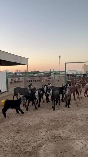 معزا وليد