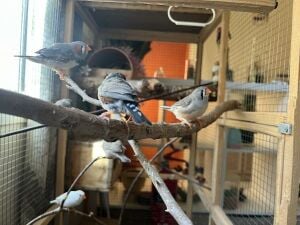 11 Healthy Finches for Sales