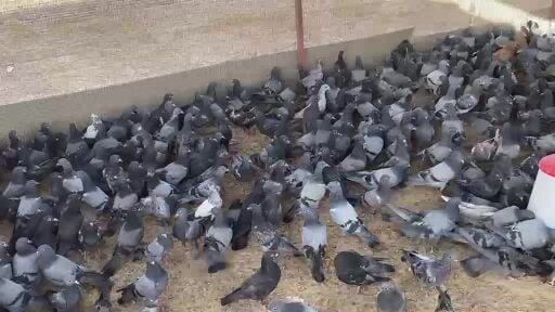 للبيع فروخ باكستاني 