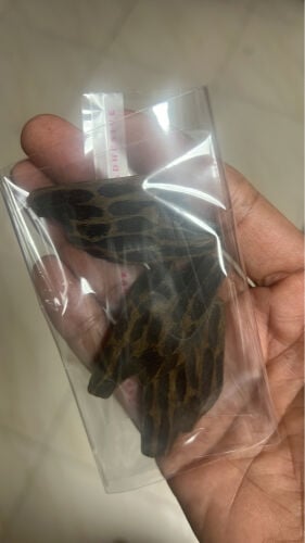 Tiger oud 