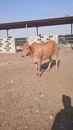 للبيع