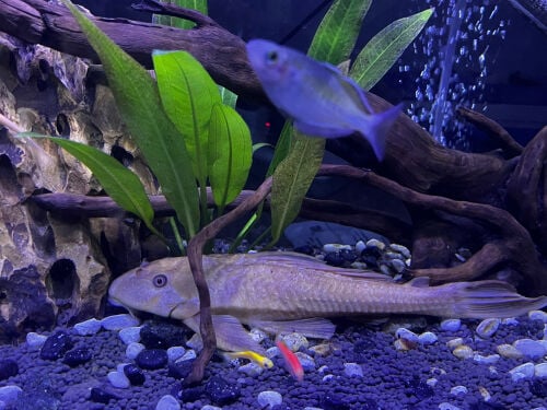pleco fish