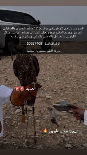 للبيع 