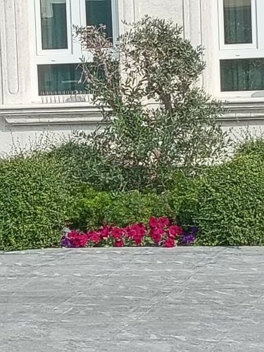 زراعه وعمل ديكور