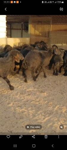 Arabic sheep