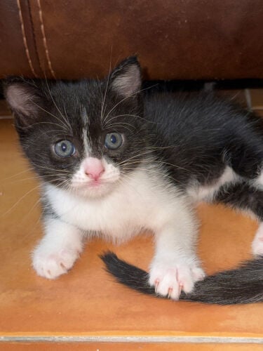 baby cat 