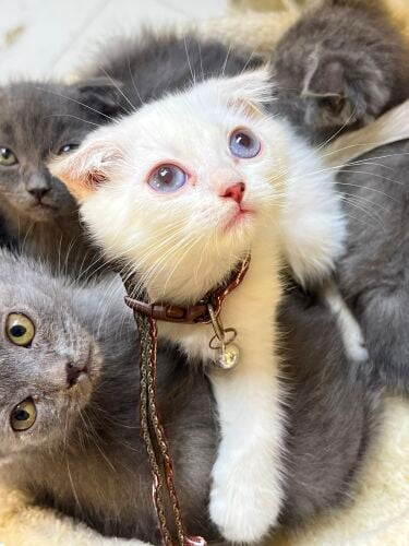 scotch fold kitten