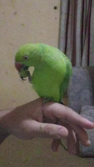 indian green parrot