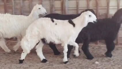 للبيع طليان ورخال فل شحم