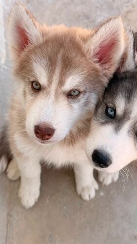 husky for sale