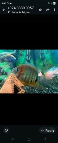 Severum Fishes