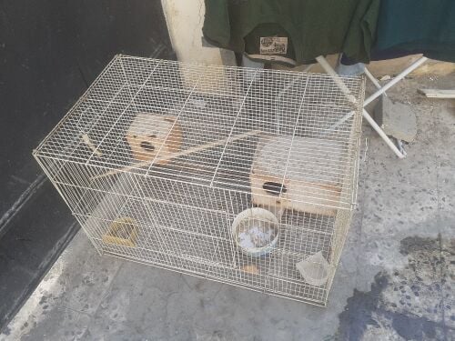 bird cage