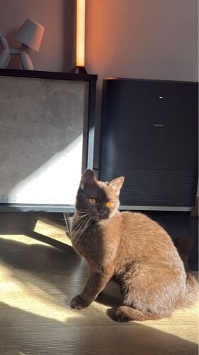 chocolate British shorthair 