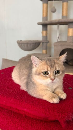 Female Munchkin Kitten for Sale