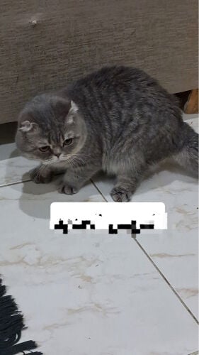 قطو سكوتش فولد  ذكر