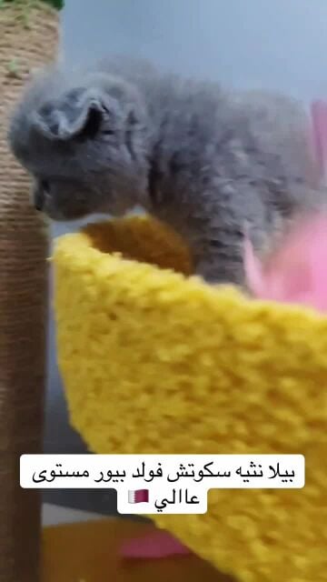 .cat