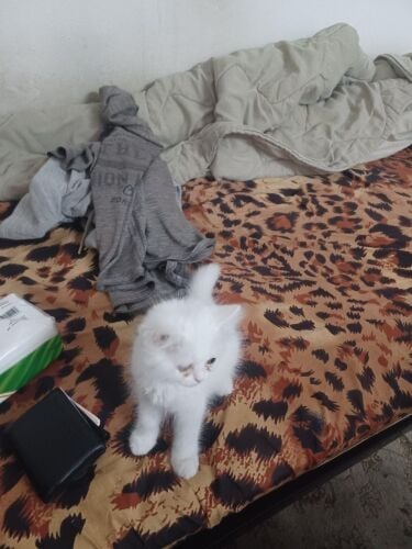 sheraz cat for sale