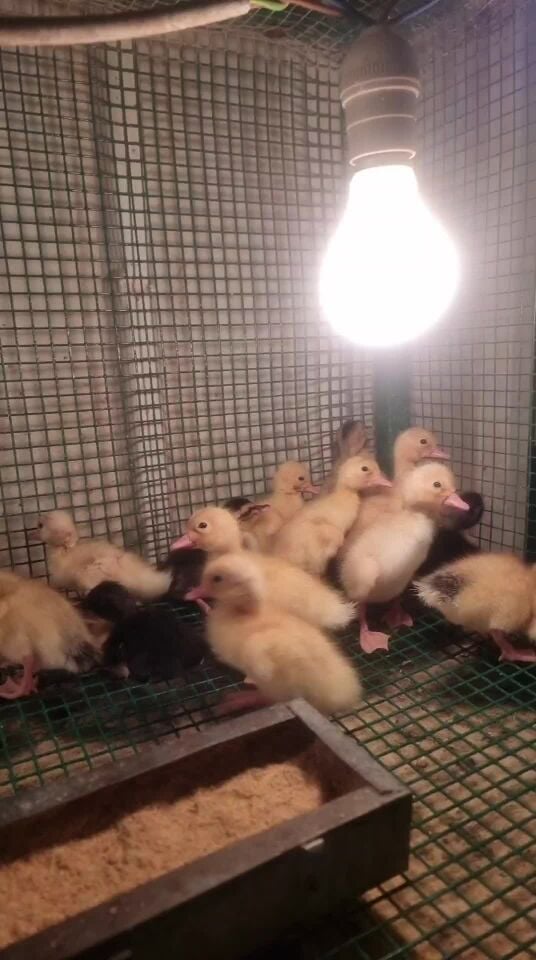 Duck baby for sale