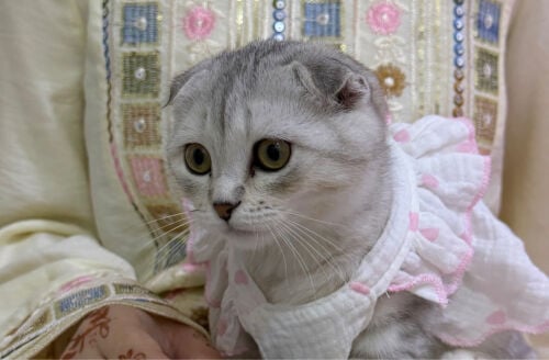 scotch fold cat 
