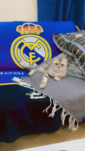 Scottish Fold
